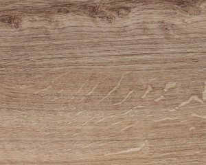 Dub antik (T 3120)